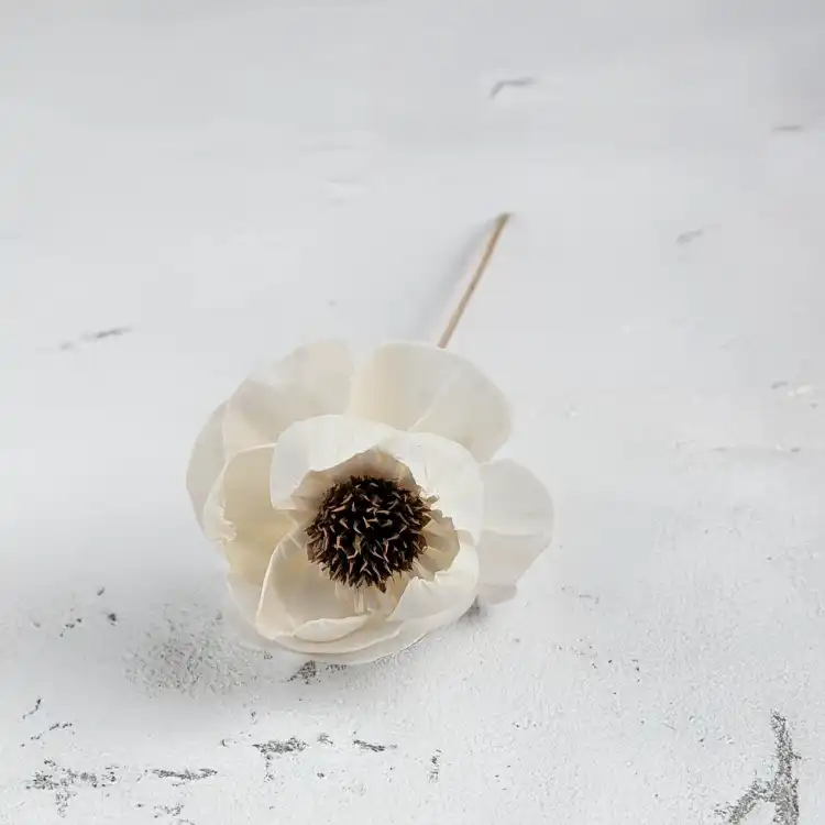Shola Peony Titonia 3.png