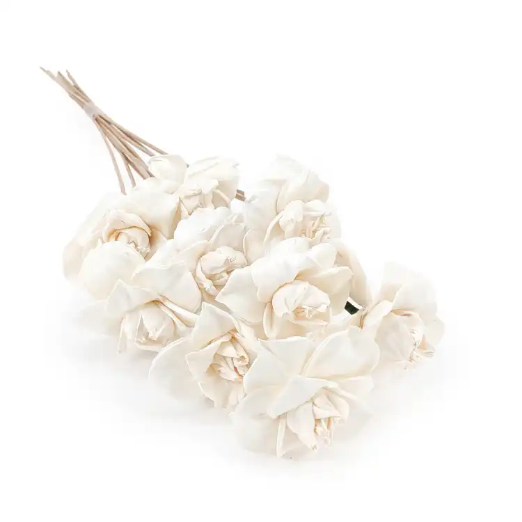 Shola - sola - Begonia bukiet 10szt.png