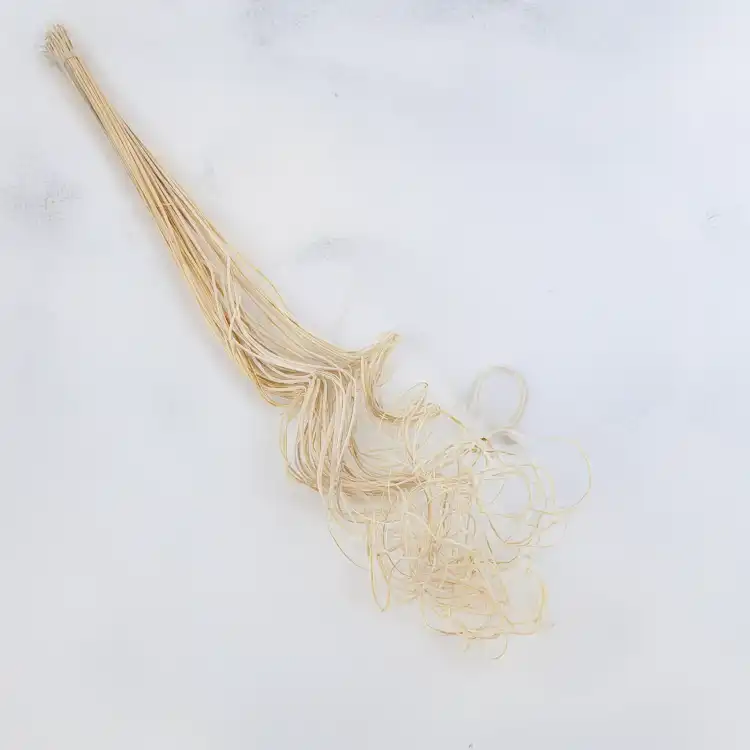 Curly ting 1.png