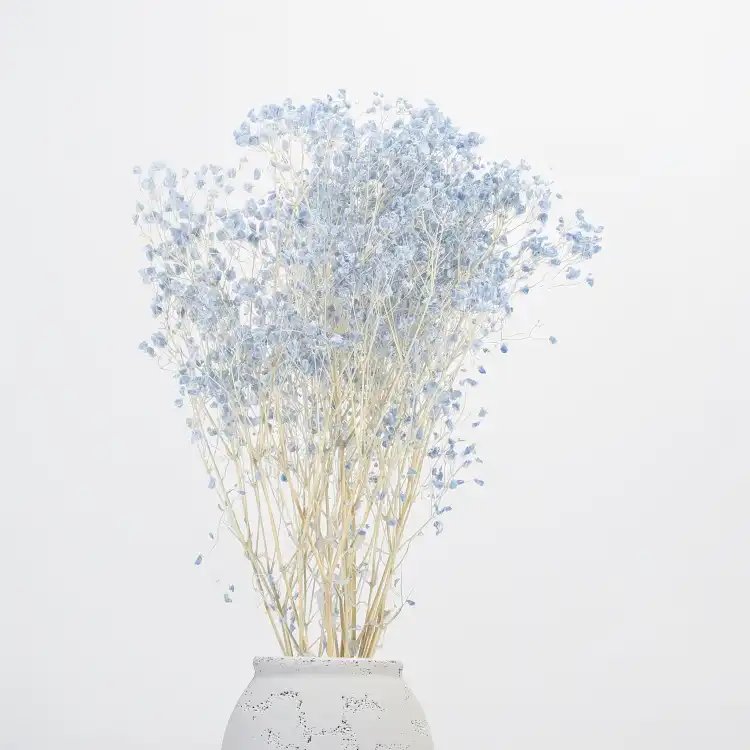 Gypsophila Cotton Sky Blue 10_3.png