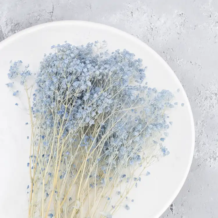 Gypsophila Cotton Sky Blue 10_4.png
