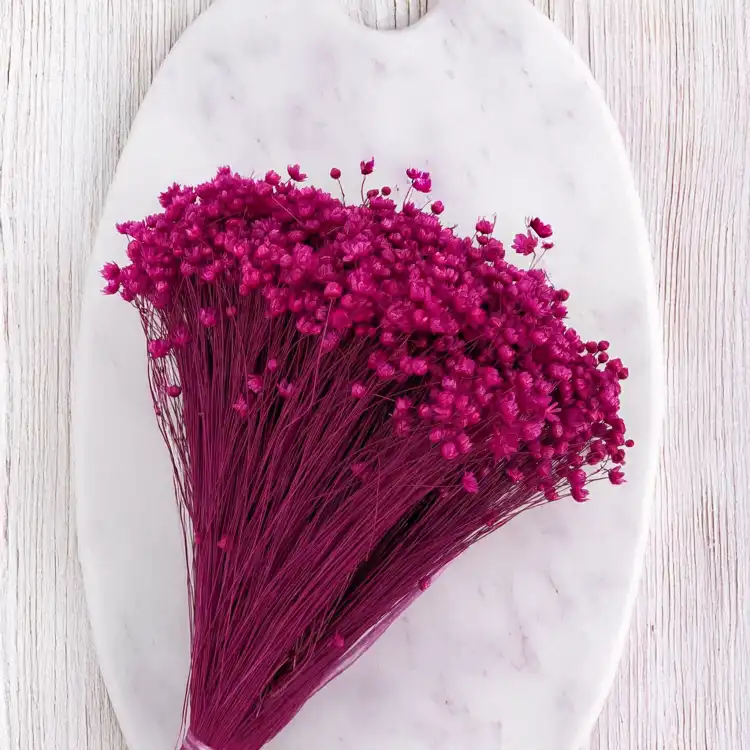 Glixia fuchsia IT 4.png