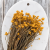 Ammobium zółte SZ 4.png