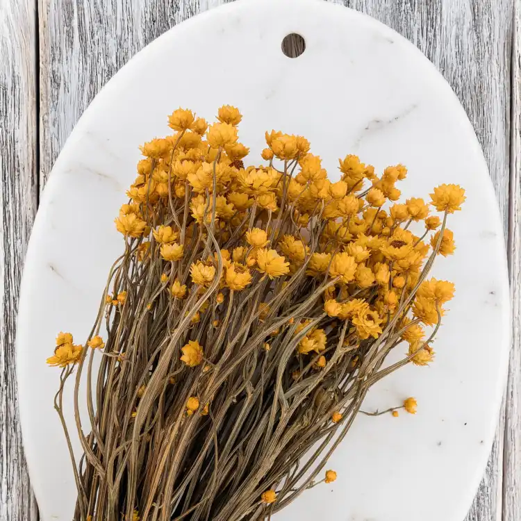 Ammobium zółte SZ 4.png
