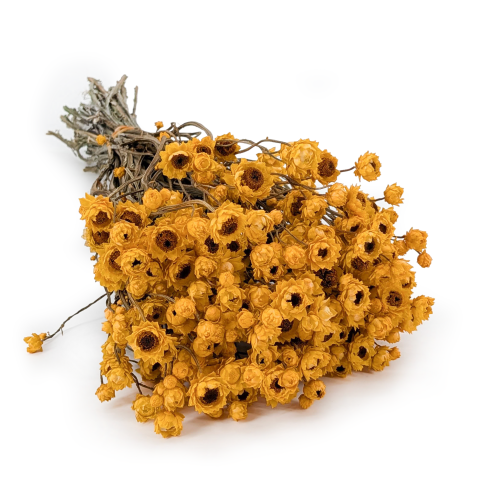 Ammobium zółte SZ.png