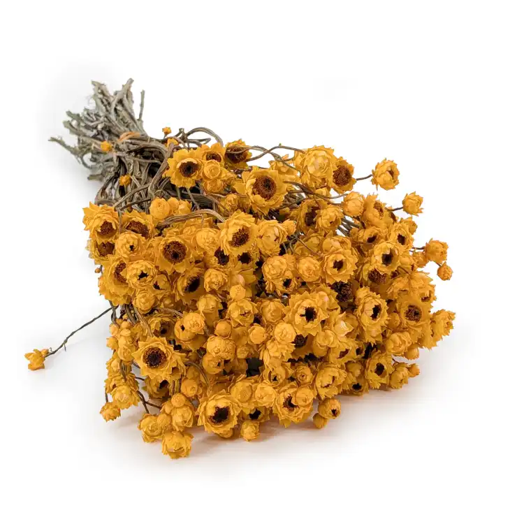 Ammobium zółte SZ.png