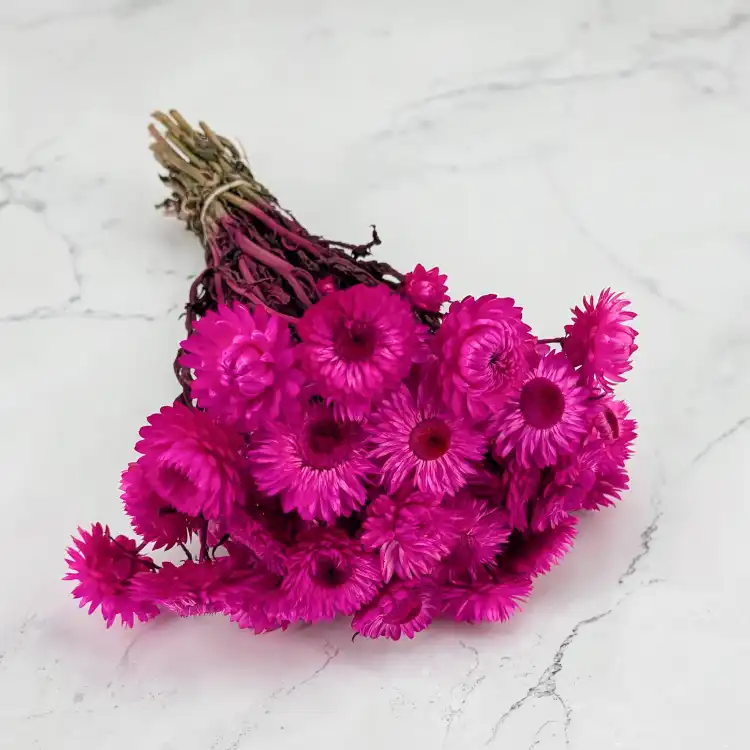 kocanka mocny roz SZ 1.png