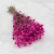 Ammobium roz SZ 1.png