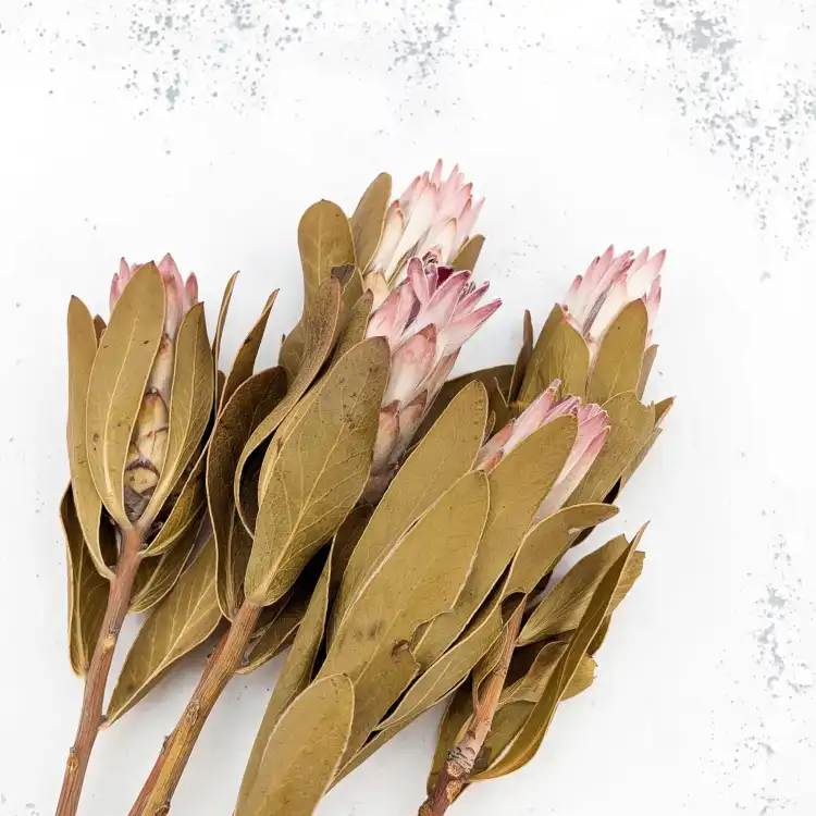 Suszona Protea (Protea Compacta) - Różowa - 5szt_6.png