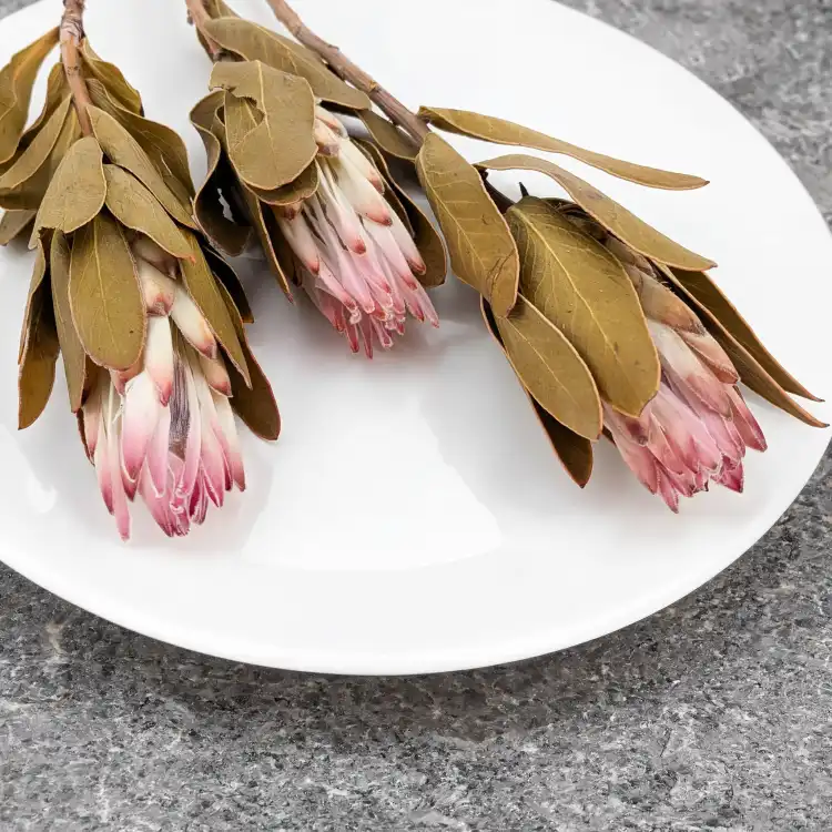Suszona Protea (Protea Compacta) - Różowa - 5szt_4.png