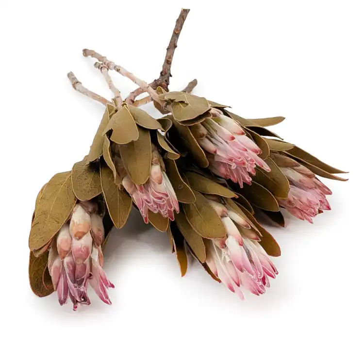 Suszona Protea (Protea Compacta) - Różowa - 5szt_2.png
