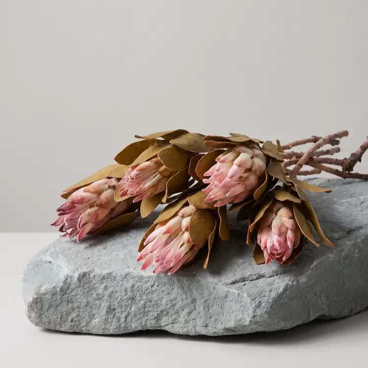 Suszona Protea (Protea Compacta) - Różowa - 5szt_1.png