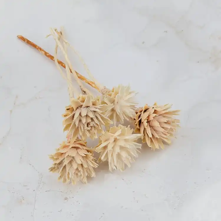Plumosum Bleached 2.png