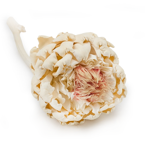 Architoke bleached 0.png