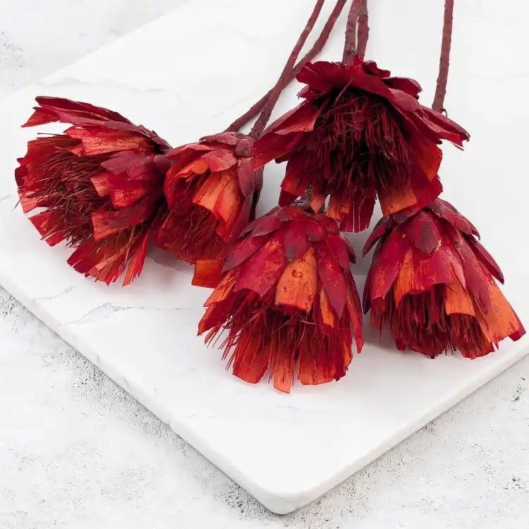 Repens cut red 2.png