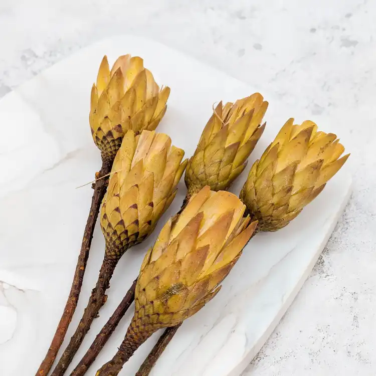 repens cut yellow 4.png