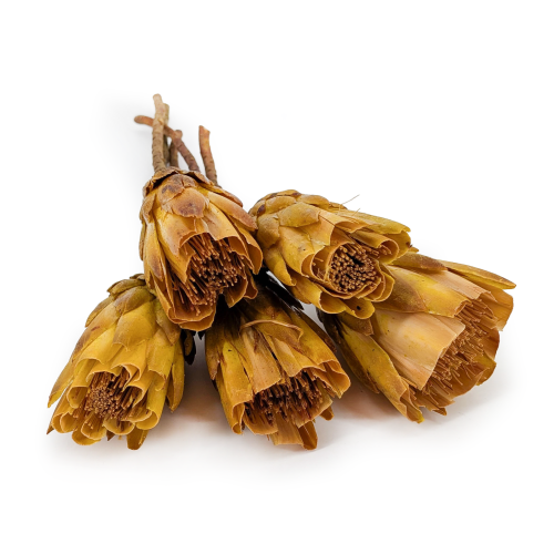repens cut yellow.png