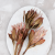 Protea King red 3.png