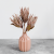 Protea King pink 5.png