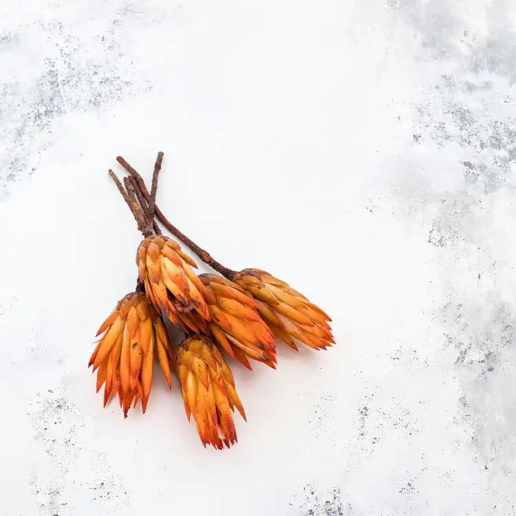 Suszona Protea (Protea Repens) - Pomarańczowa - 5szt_3.png