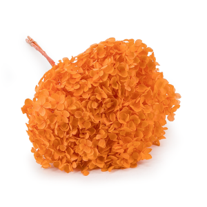 HYDRANGEA PUMPKIN ORANGE COLOR BHYS-11.png