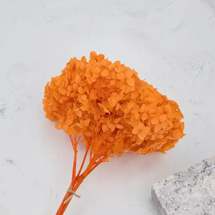 HYDRANGEA PUMPKIN ORANGE COLOR BHYS-11 4.png