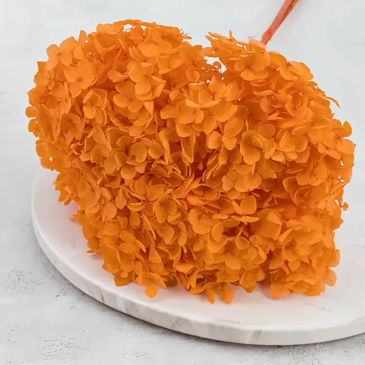 HYDRANGEA PUMPKIN ORANGE COLOR BHYS-11 5.png