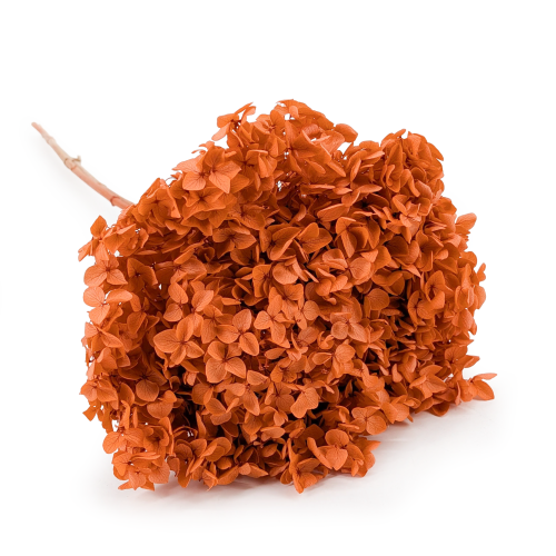 HYDRANGEA AUTUMN ORANGE COLOR BHYS-13.png