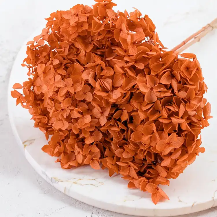 HYDRANGEA AUTUMN ORANGE COLOR BHYS-13 2.png