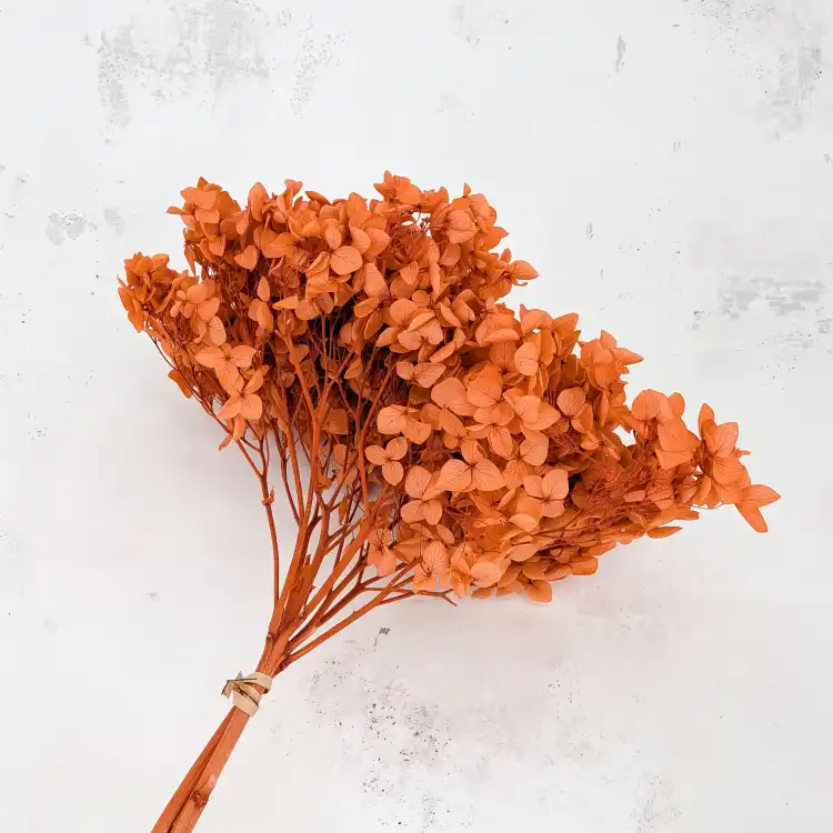 HYDRANGEA AUTUMN ORANGE COLOR BHYS-13 4.png