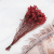 CASPEA 12 RUBY RED 3.png