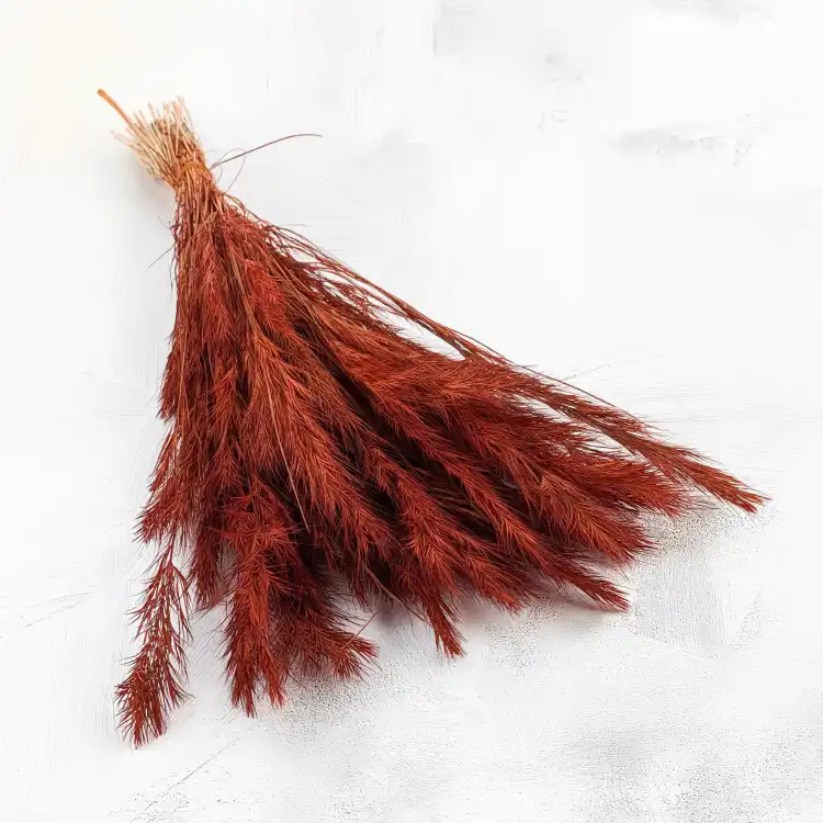 Trawa choinkowa ruda 1.png