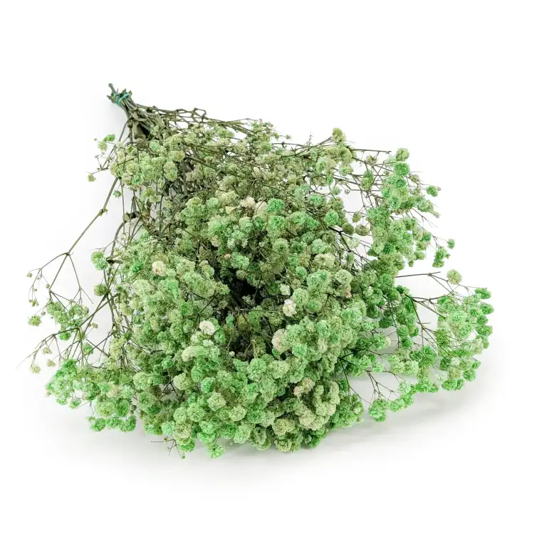 Preserved Gypsophila Pistachio Cream Gipsówka Stabilizowana Krem pistacjowy.png