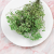 Preserved Gypsophila Pistachio Cream Gipsówka Stabilizowana Krem pistacjowy_2.png