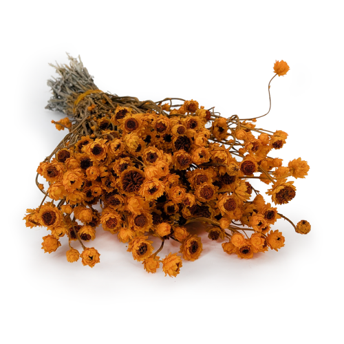 ammobium pomaranczowe SZ.png