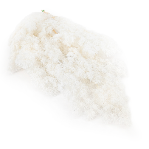 Ming Fern Bielony Ming Fern Bleached.png