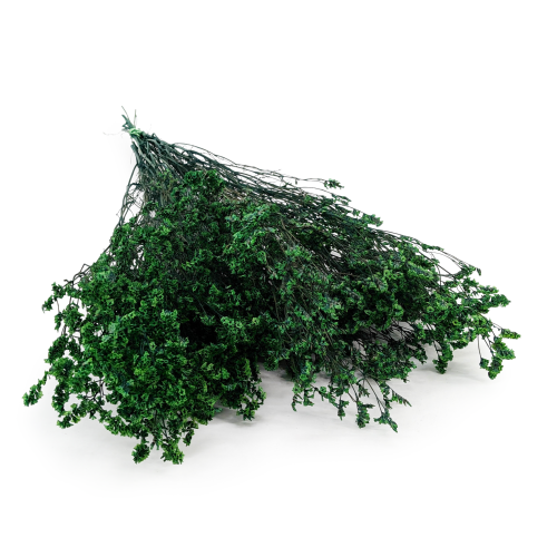 caspea Deep green 14.png