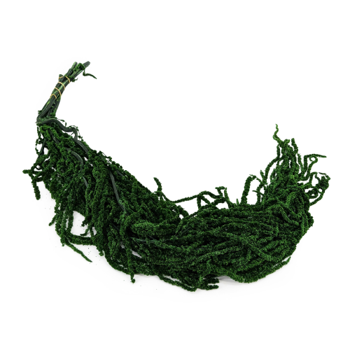 Szarłat Royal dark green.png