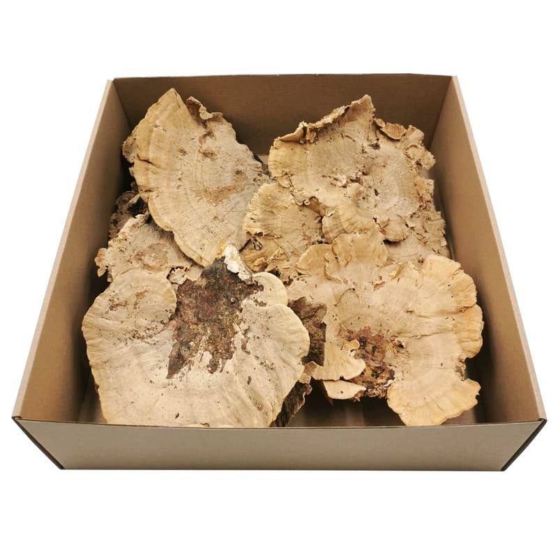 Amadou séché - NATUREL 1 pièce