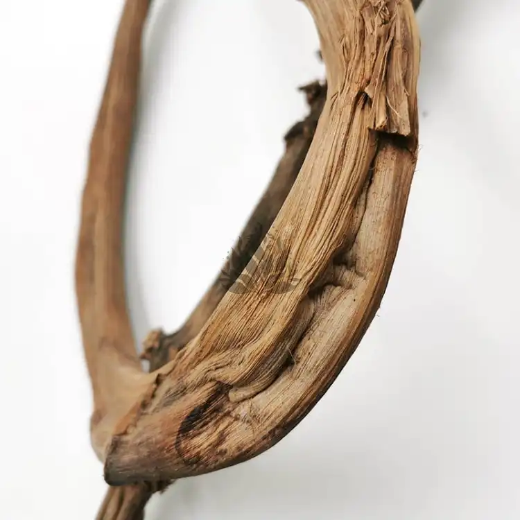 Pędy Bananowca Banana stick 1.jpg
