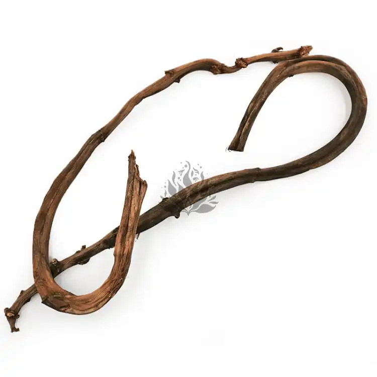 Pędy Bananowca Banana stick.jpg