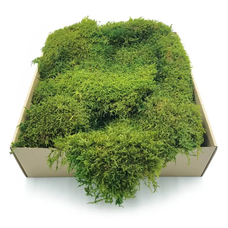 Mech Płaski Stabilizowany Jasnozielony SWE.jpg