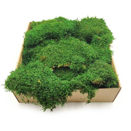 Płaski mech stabilizowany SWE.jpg