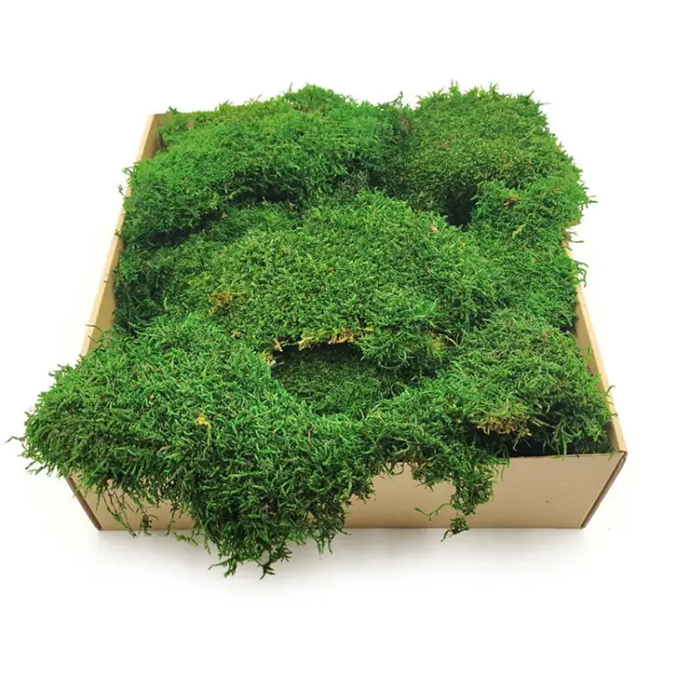 Płaski mech stabilizowany SWE.jpg