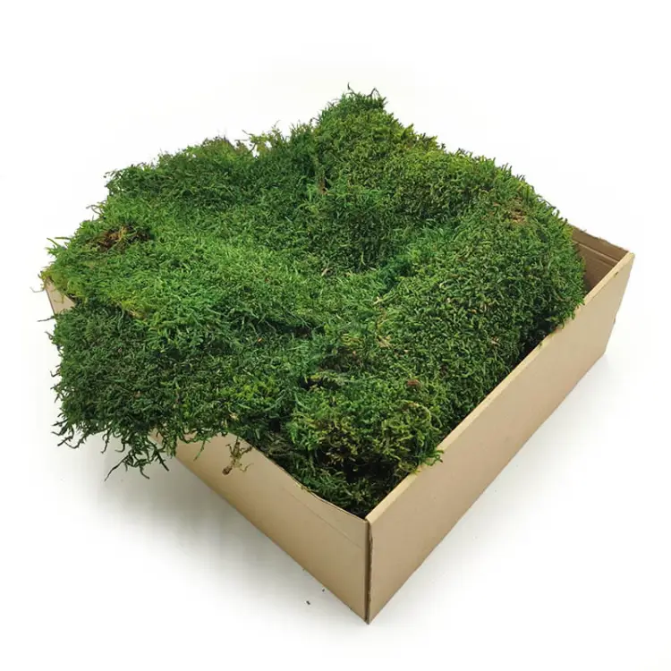 Mech Płaski Stabilizowany cz swe.jpg