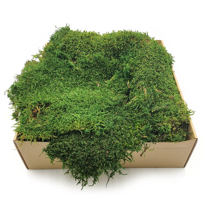 Mousse plate – Suède – Vert foncé 500 g