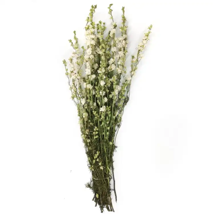 Ostróżka suszona biała naturalna kwiat.jpg