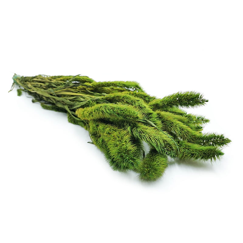 Setaria Stabilisée – Vert Clair