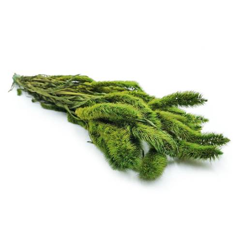 Setaria stabilizowana jasnozielona 1.jpg