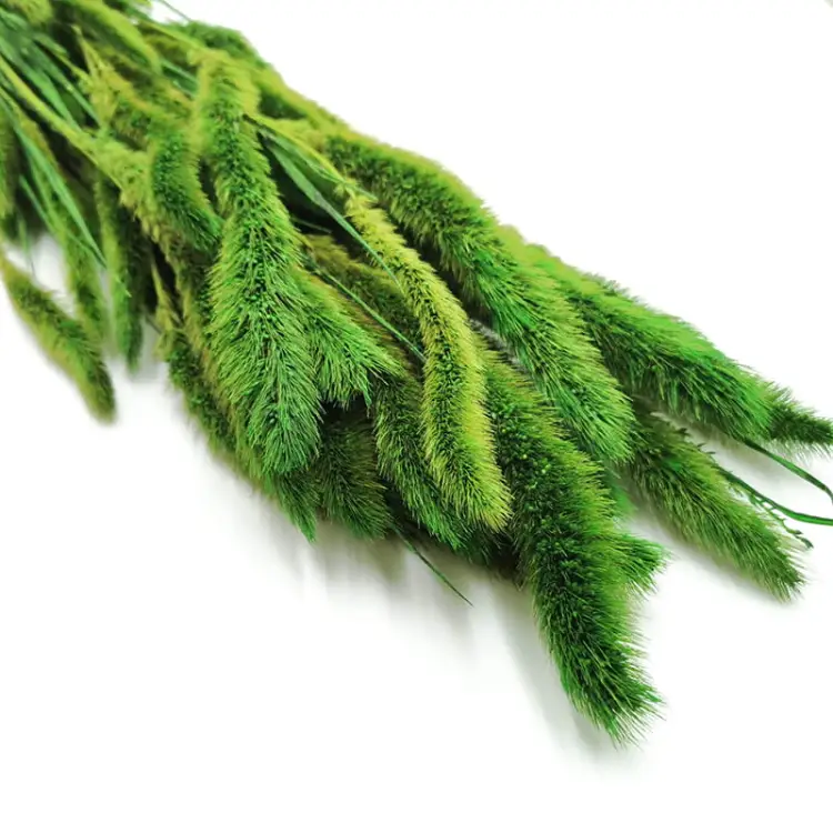 Setaria stabilizowana zielona 1.jpg